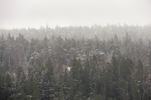 雪に覆われた松林 — ストック写真