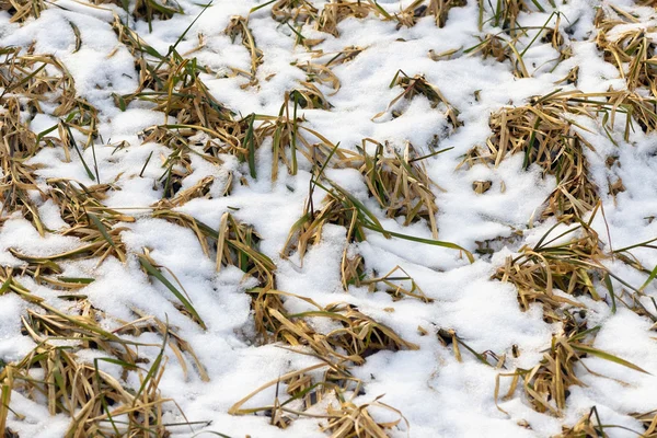 Tráva pod sněhem během časného jara — Stock fotografie