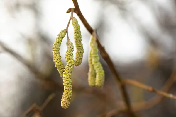 Catkins of hazel, highly allergenic pollen — Stock Photo, Image