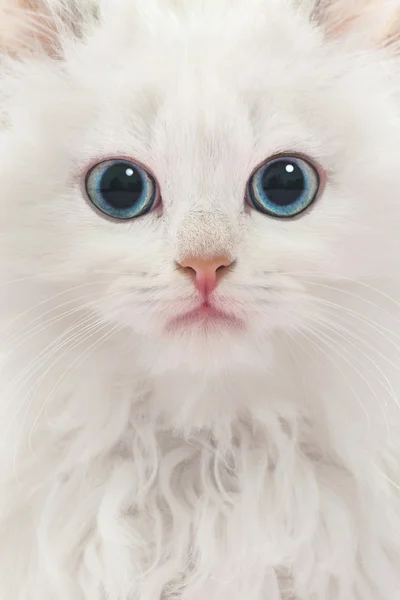 年轻的白色猫的肖像 — 图库照片