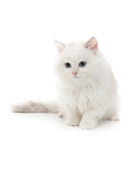 年轻的白猫 — 图库照片