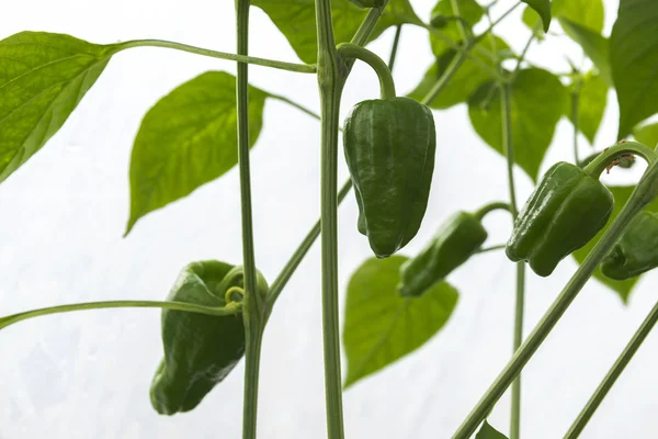 Fresh Green Paprika Crop — Stock Photo, Image