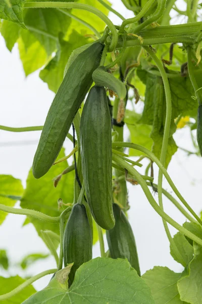 Fresh Green Cucumber Tree — Stock Photo, Image