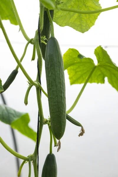 Fresh Green Cucumber — Stock Photo, Image