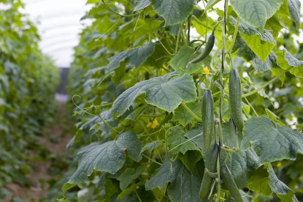 Fresh Green Cucumber Crop Line — Stock Photo, Image