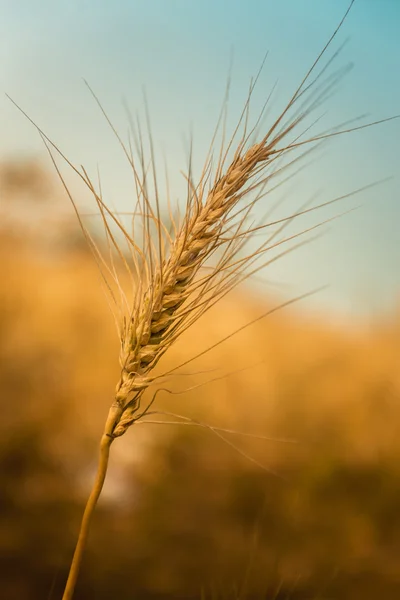 Goldener reifer Weizen — Stockfoto