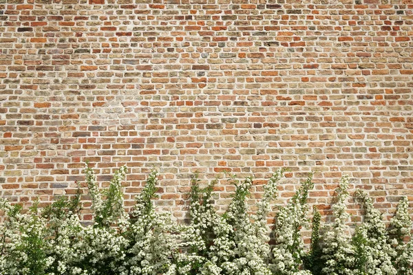 植物とレンガの壁の背景 — ストック写真