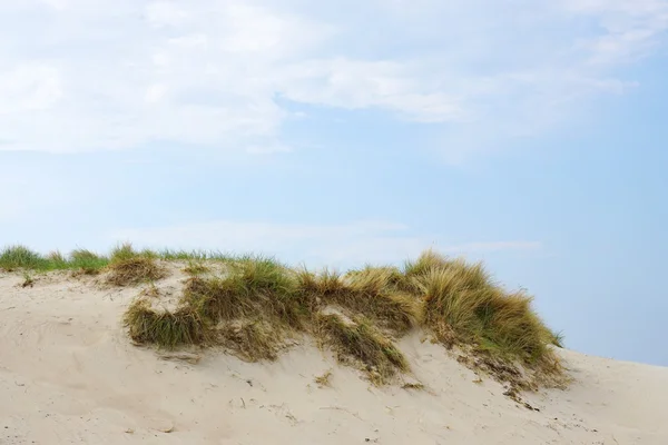 Grama de marram em duna de areia — Fotografia de Stock