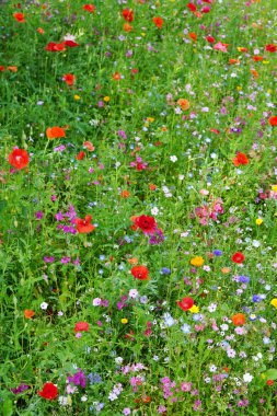 Kır çiçeği çayır çiçek