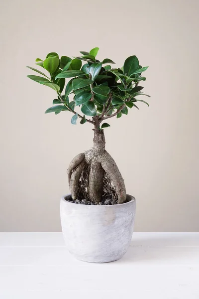 Ginseng bonsaï ou ficus retusa — Photo