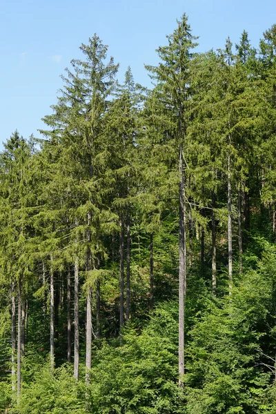Európai lucfenyő fák vagy (picea Abies) — Stock Fotó