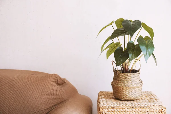 Intérieur de la maison avec plante de maison et canapé contre mur nu — Photo