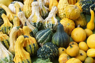 çeşitli şekil ve boyutlarda Squash