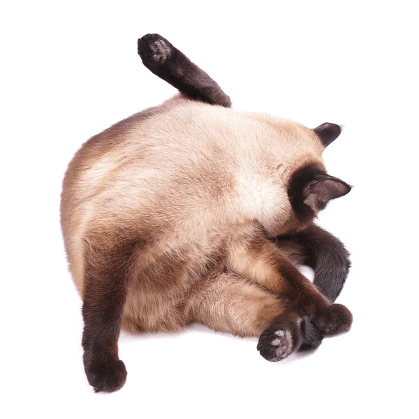 Kočka lízání kožešin — Stock fotografie