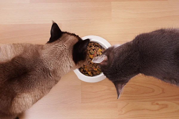 Gatos com tigela de alimentação — Fotografia de Stock