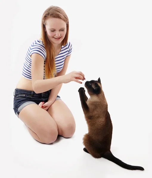 Katze bettelt um ein Leckerli — Stockfoto