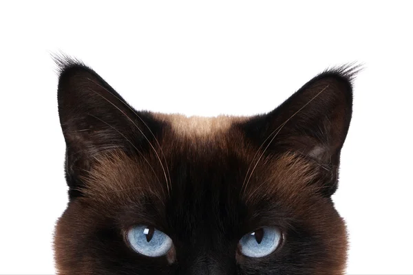 Cat eyes — Stock Photo, Image