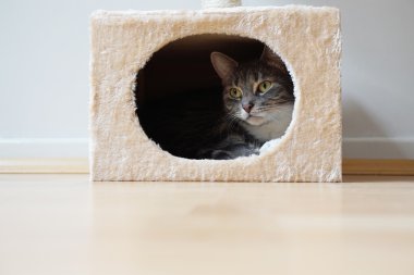 cat in hideaway clipart