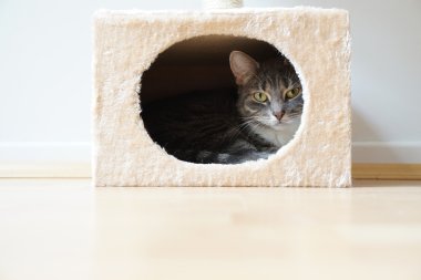 cat in box shaped hideaway clipart