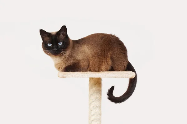 Siamese cat resting on platform — Stock Photo, Image