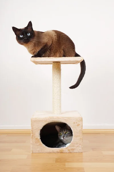Две кошки на кошачьей вышке — стоковое фото