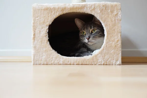 Кошка в укрытие — стоковое фото