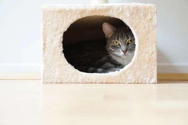 Kat in doosvormige schuilplaats Rechtenvrije Stockfoto's
