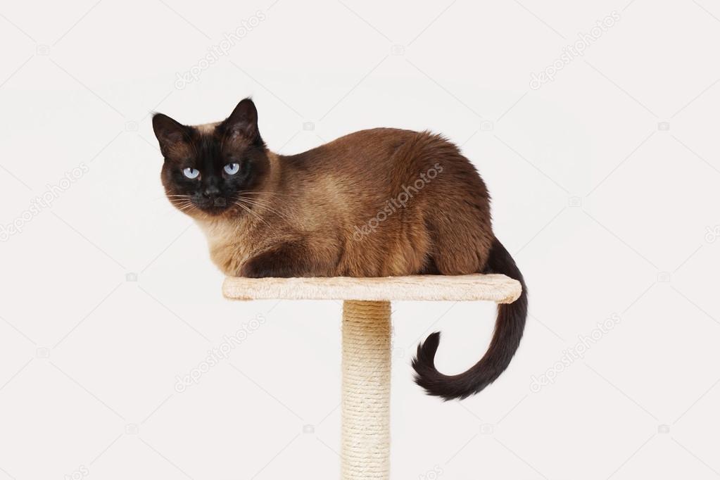 siamese cat resting on platform