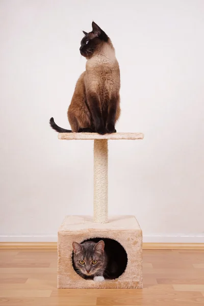 Dos gatos en gato árbol — Foto de Stock