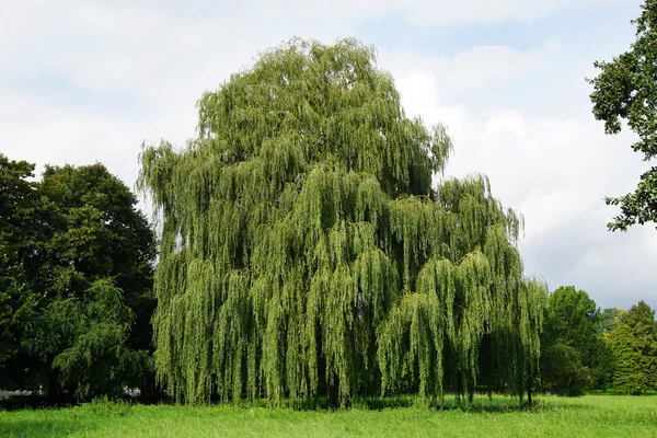 Weeping willow tree — Stock Photo, Image