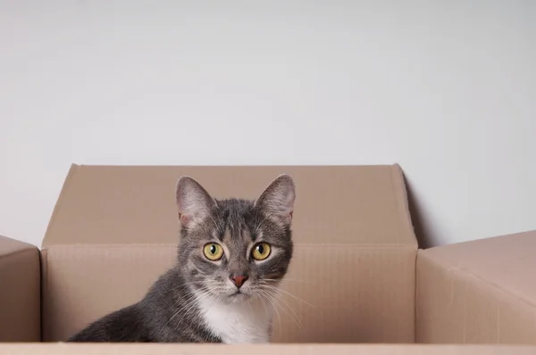 Cat in cardboard box — Stock Photo, Image