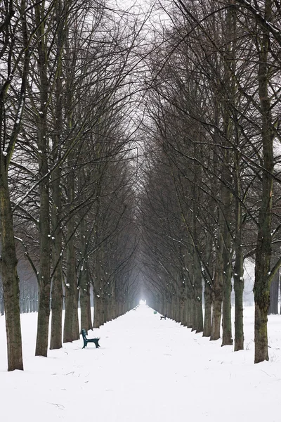 Empty Snow Covered Alley Tall Bare Lime Linden Trees Winter — Stock Photo, Image