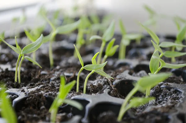 Plántulas de pimienta — Foto de Stock