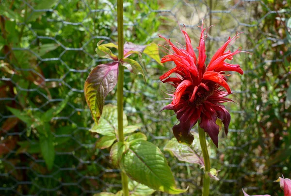 Червоний бергамоту квітка — стокове фото