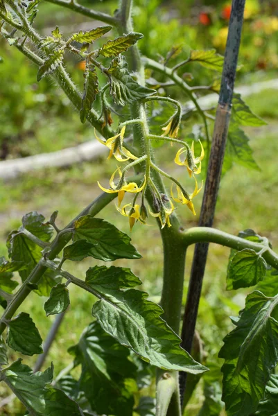 Желтые цветы на томатном растении — стоковое фото