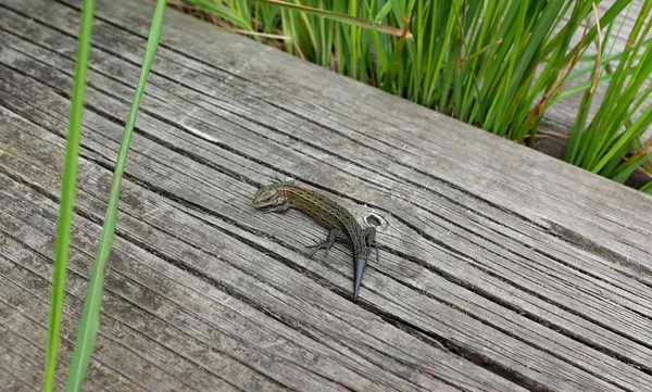 Lagarto comum em uma calçada entre grama — Fotografia de Stock