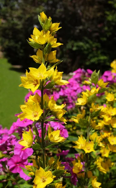 Gula loosestrife växer mot en färgglad floweres — Stockfoto