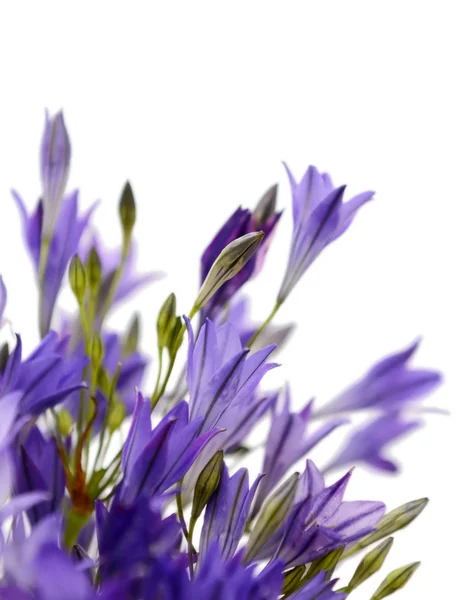 Macro abstrato de flores de lírio-aglomerado azul — Fotografia de Stock