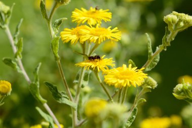 Yellow common fleabane flowers with a small bee 