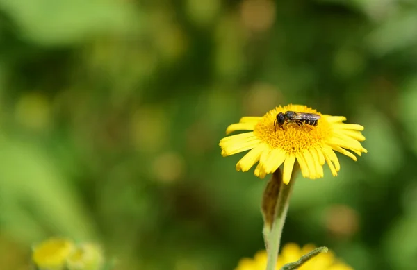 Bee tar nektar från en fleabane blomma — Stockfoto