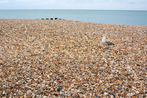 Racek Kráčí Oblázkové Pláži Eastbourne East Sussex Velké Británii — Stock fotografie