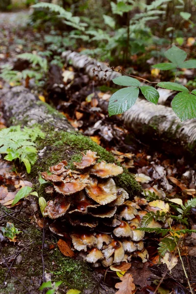 Plocha Hnědé Muchomůrky Rostoucí Hnijícím Kmeni Pokrytém Mechem Větvemi Kapradinami — Stock fotografie