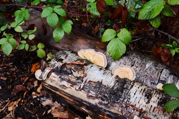 Bracket Schimmel Groeit Aan Zijkant Van Een Rottend Zilveren Berkenhout — Stockfoto