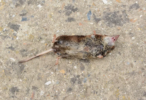 Rato morto — Fotografia de Stock