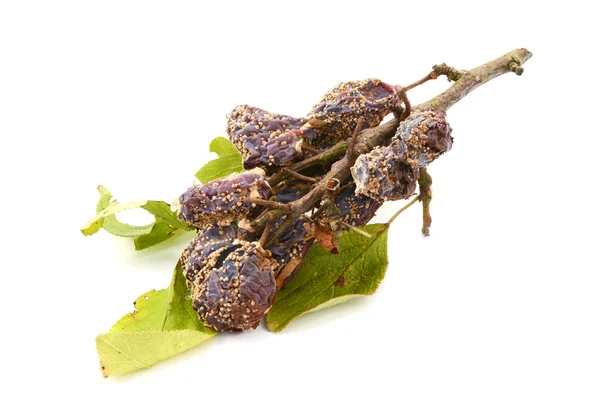 Mouldy plums and dying leaves on a broken branch — Stock Photo, Image