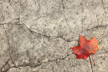 Kırık Beton kırmızı akçaağaç yaprağı