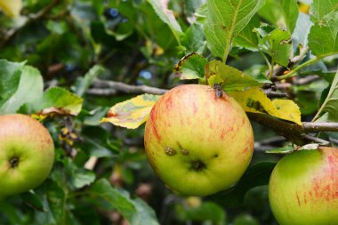 Fly on a ripe apple on the branch clipart