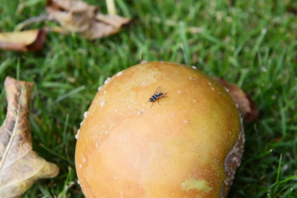 Kleine vlieg op een rotte meevaller appel — Stockfoto