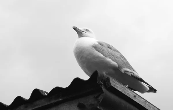 Gaviota sentada en un techo de hierro corrugado — Foto de Stock