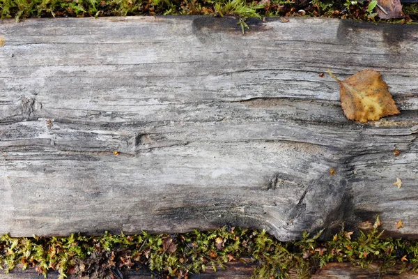 緑豊かな苔に縁取られた風化した木の板 — ストック写真